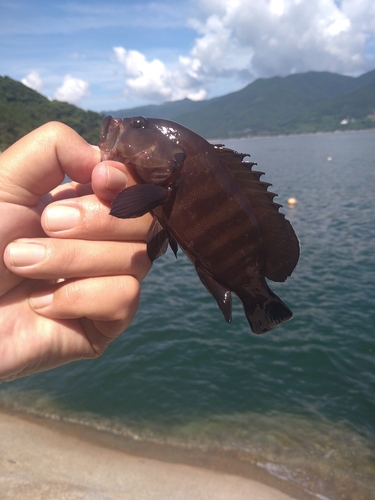 アラカブの釣果