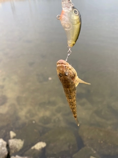 マハゼの釣果