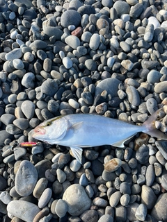 シオの釣果