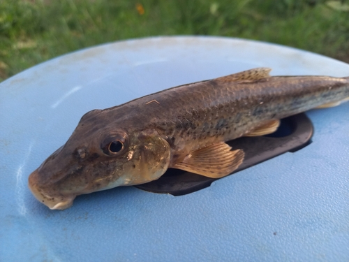 ハゼの釣果