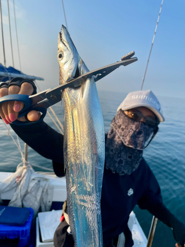 タチウオの釣果