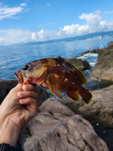 アカハタの釣果