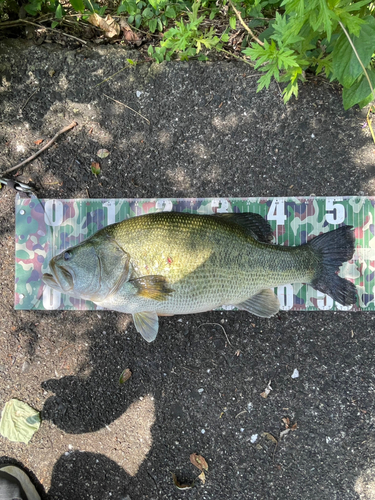 ブラックバスの釣果