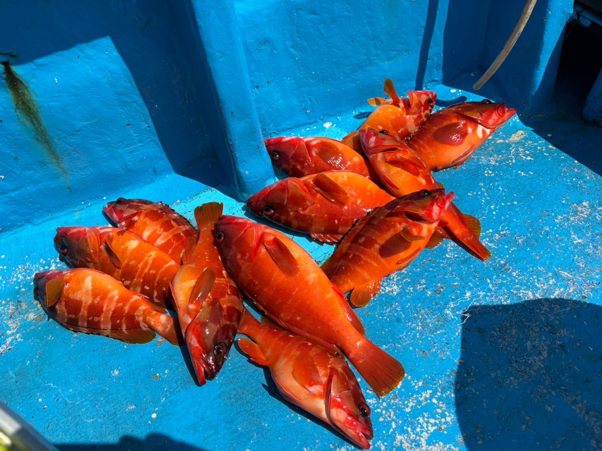 魚屋ほーりーさんの釣果 1枚目の画像