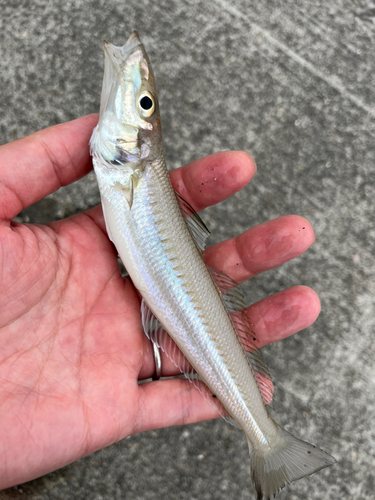 キスの釣果