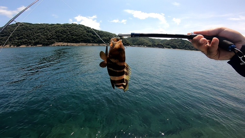 アオハタの釣果