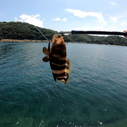 アオハタ