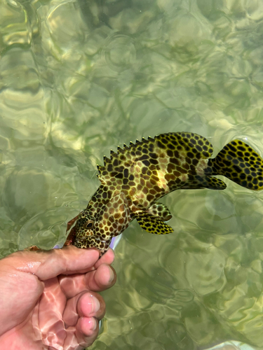 イシミーバイの釣果