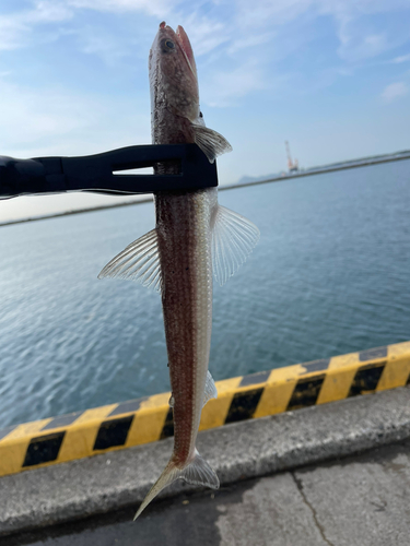 エソの釣果