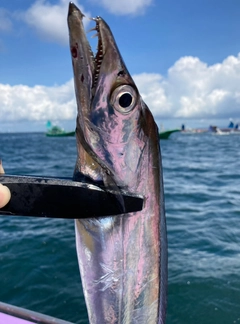 タチウオの釣果