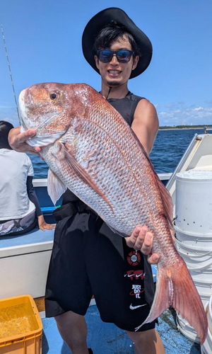 マダイの釣果