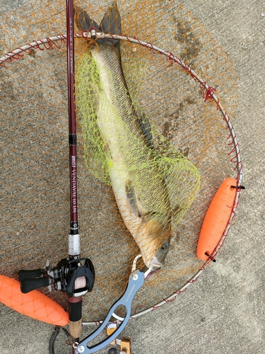 ウグイの釣果