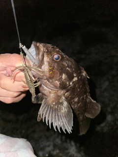 ハチガラの釣果