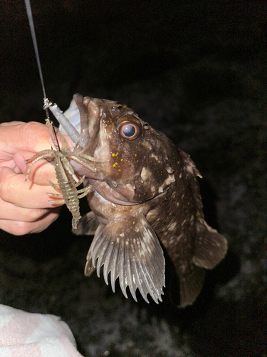 ハチガラの釣果