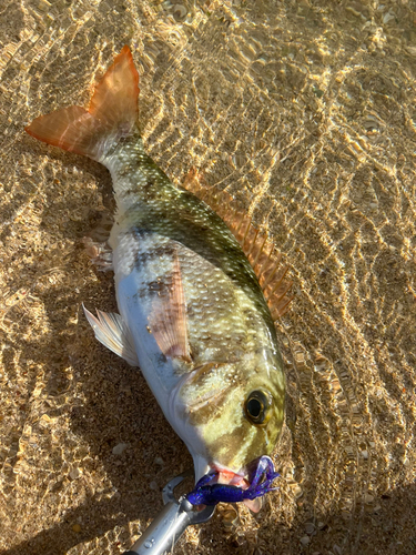 ムルーの釣果