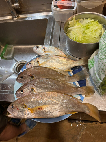 イシモチの釣果