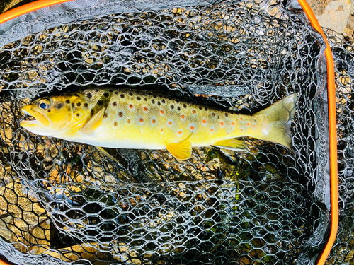 ブラウントラウトの釣果