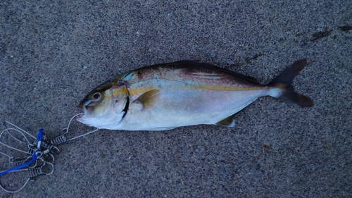 ショゴの釣果