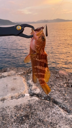 アコウの釣果