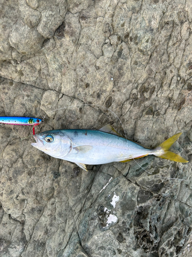 ツバスの釣果