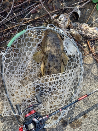 マゴチの釣果