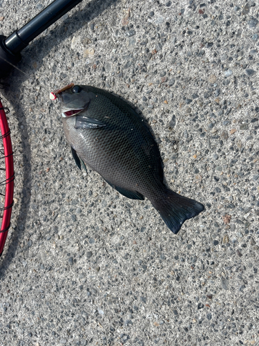 イシモチの釣果