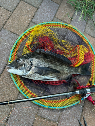 クロダイの釣果