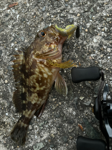 ガシラの釣果