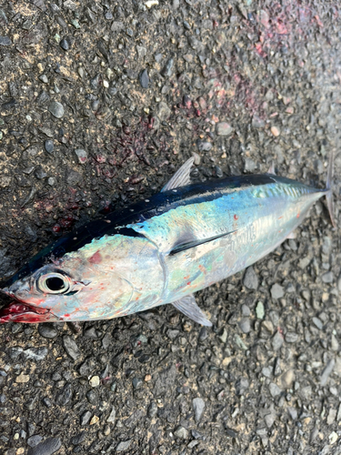 マルソウダの釣果