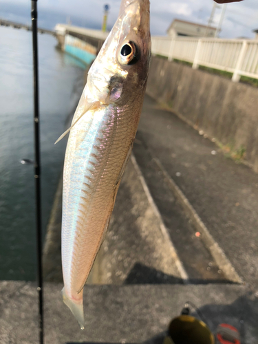 キスの釣果