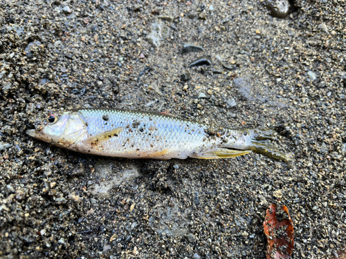 ウグイの釣果