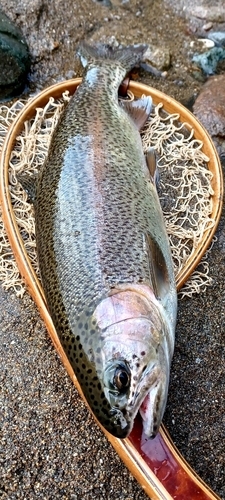 ニジマスの釣果