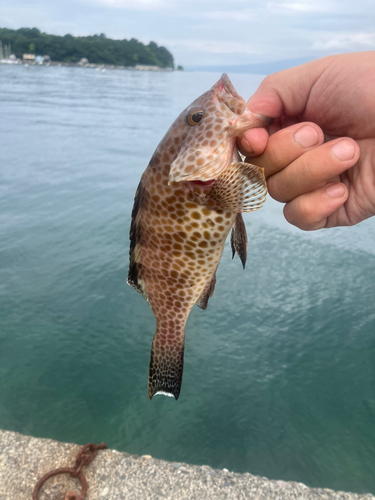 オオモンハタの釣果