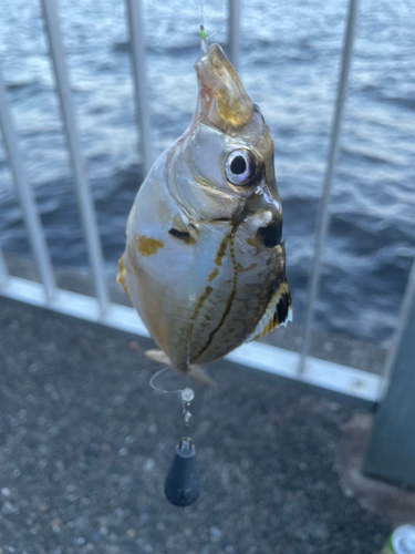 ヒイラギの釣果