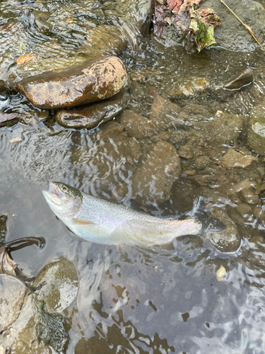 ニジマスの釣果