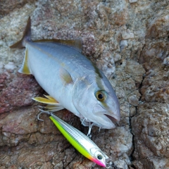 ショゴの釣果