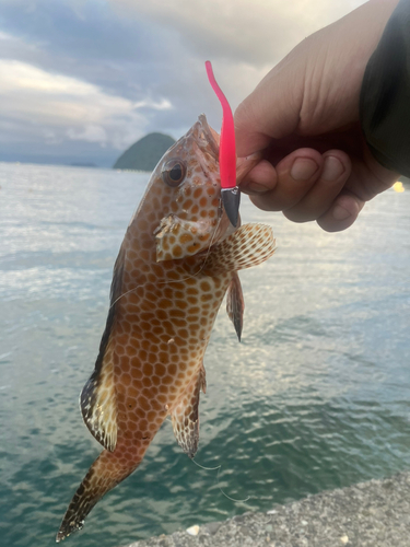 オオモンハタの釣果