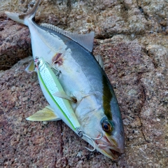 ショゴの釣果