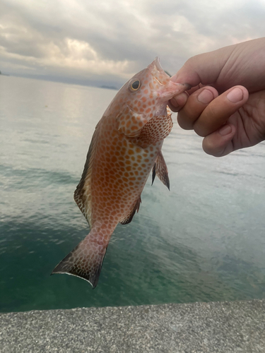 オオモンハタの釣果