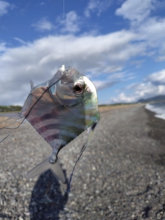 メッキの釣果