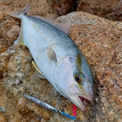 ショゴの釣果