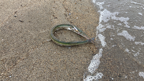 ダツの釣果