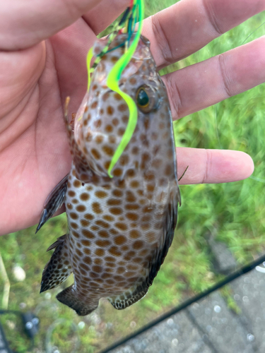 オオモンハタの釣果