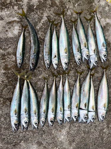 サバの釣果