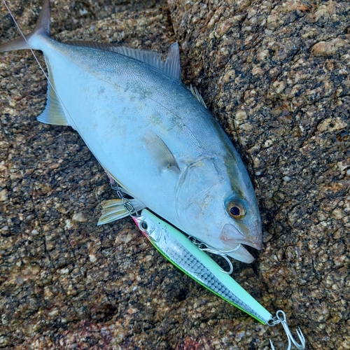 ショゴの釣果