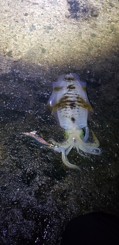 アオリイカの釣果