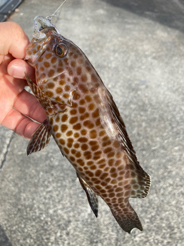 オオモンハタの釣果