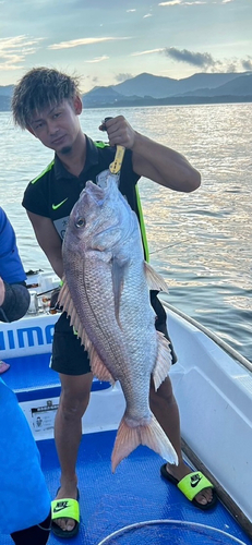 マダイの釣果