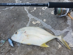 ロウニンアジの釣果