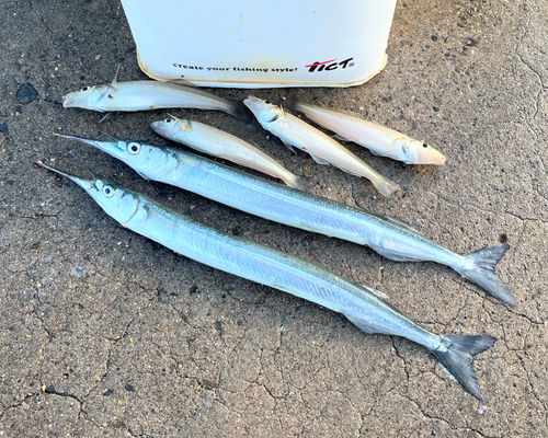 サヨリの釣果